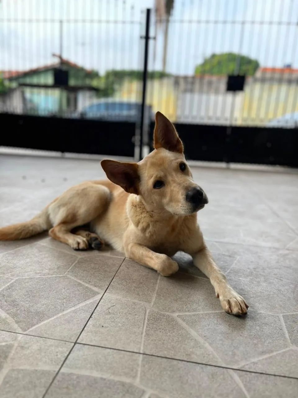 Adoção responsável  - Foto 3
