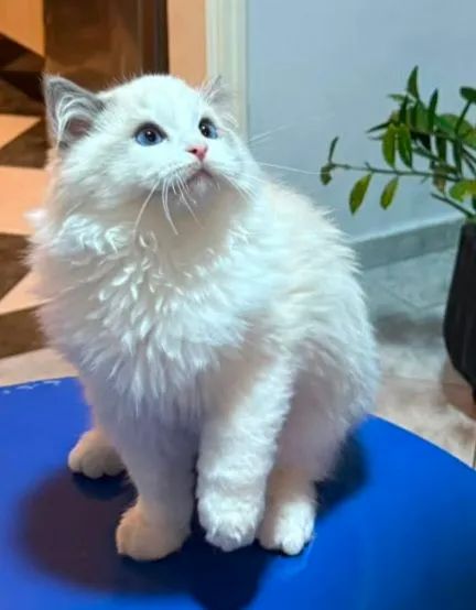Filhote Ragdoll  - Foto 5