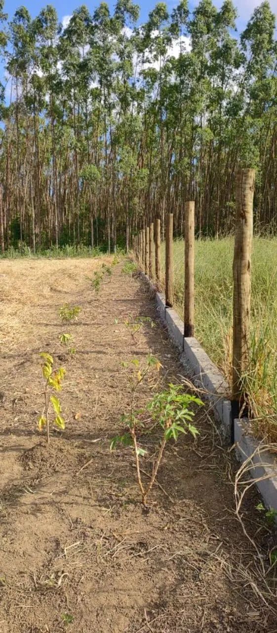 Chácara 4.000 metros em Aracruz  - Foto 2