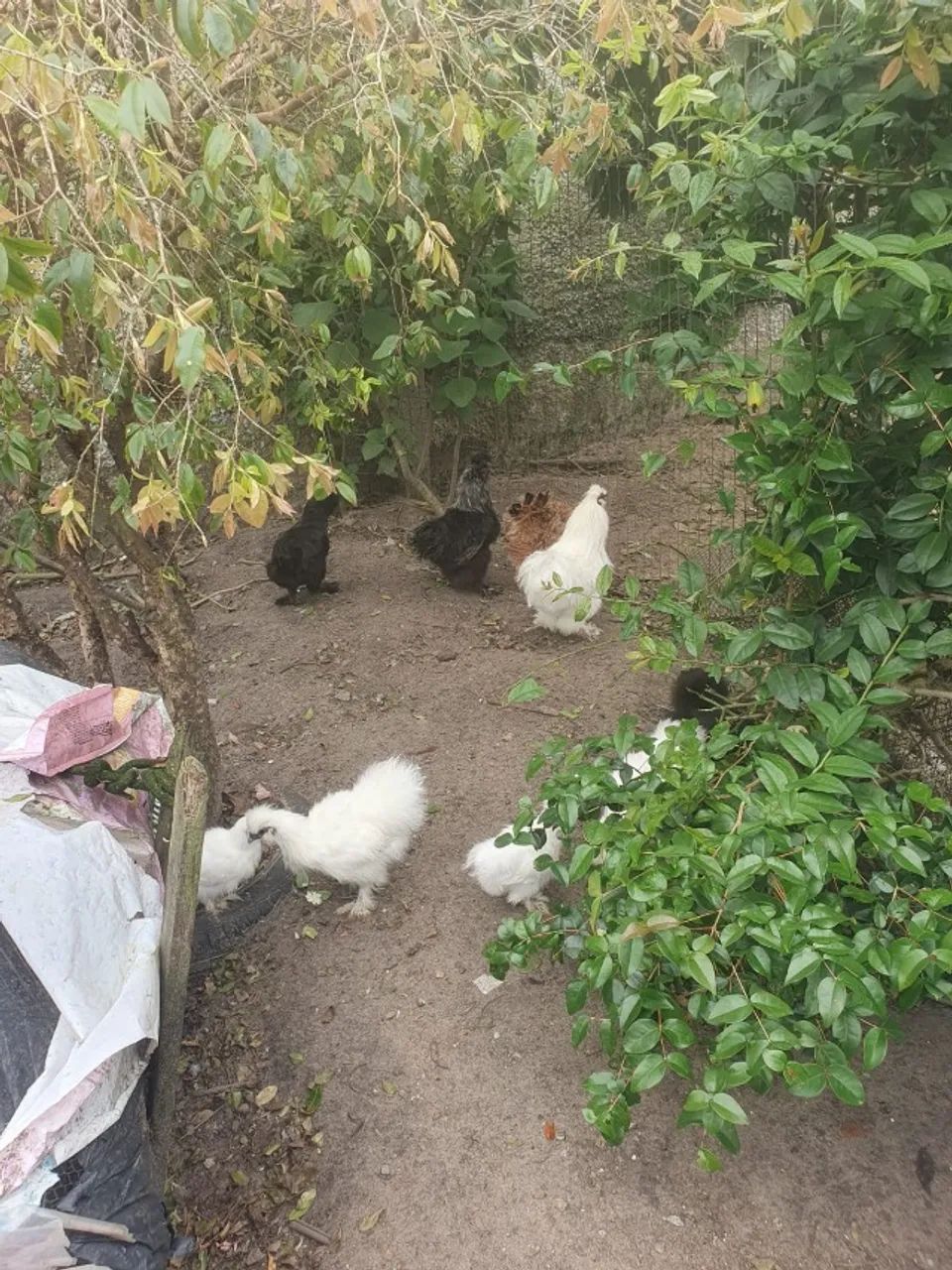 GALINHAS DE RAÇA.