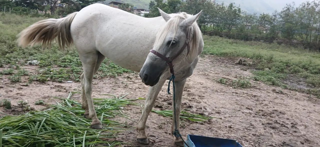 Egua Mangalarga - Foto 3