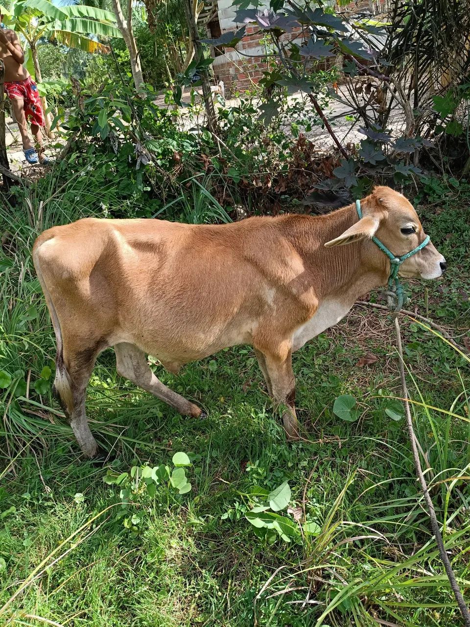 Bezerro 