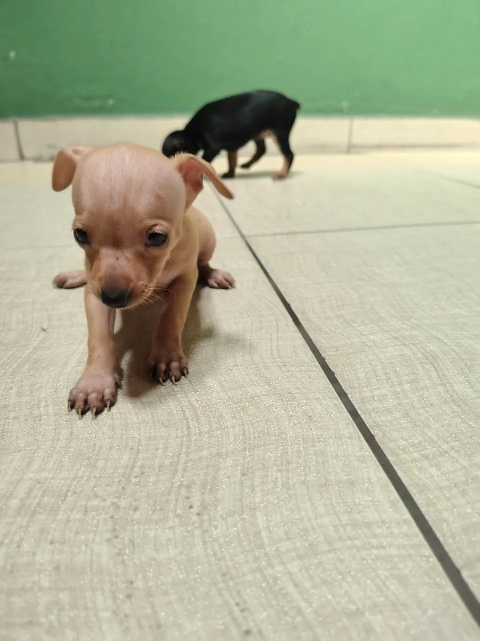 Pinscher  - Foto 2