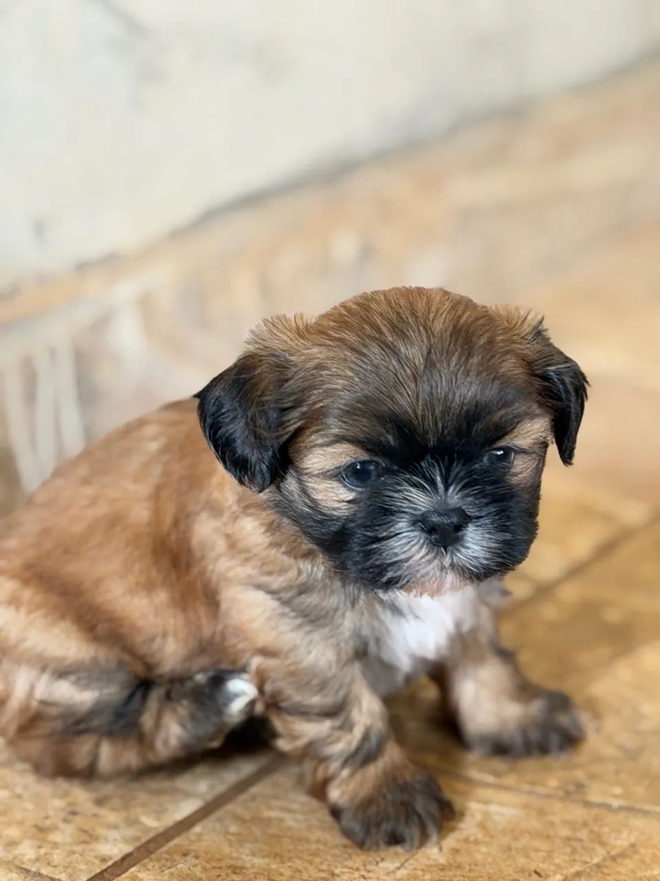 Shihtzu  - Foto 2