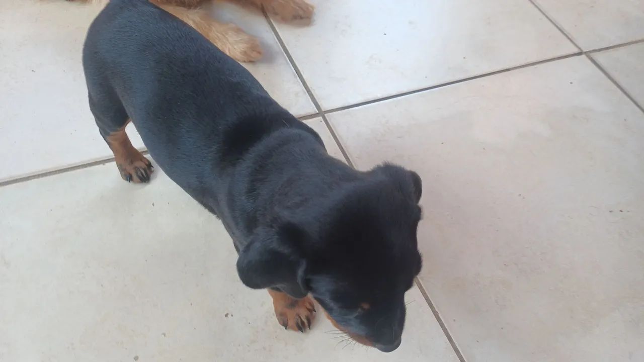 Doação de cachorrinho - Foto 3