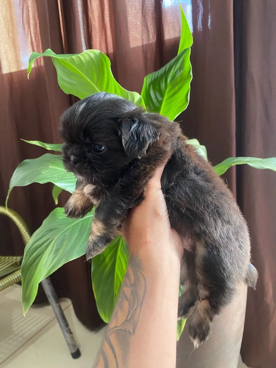 Shihtzu - Foto 3