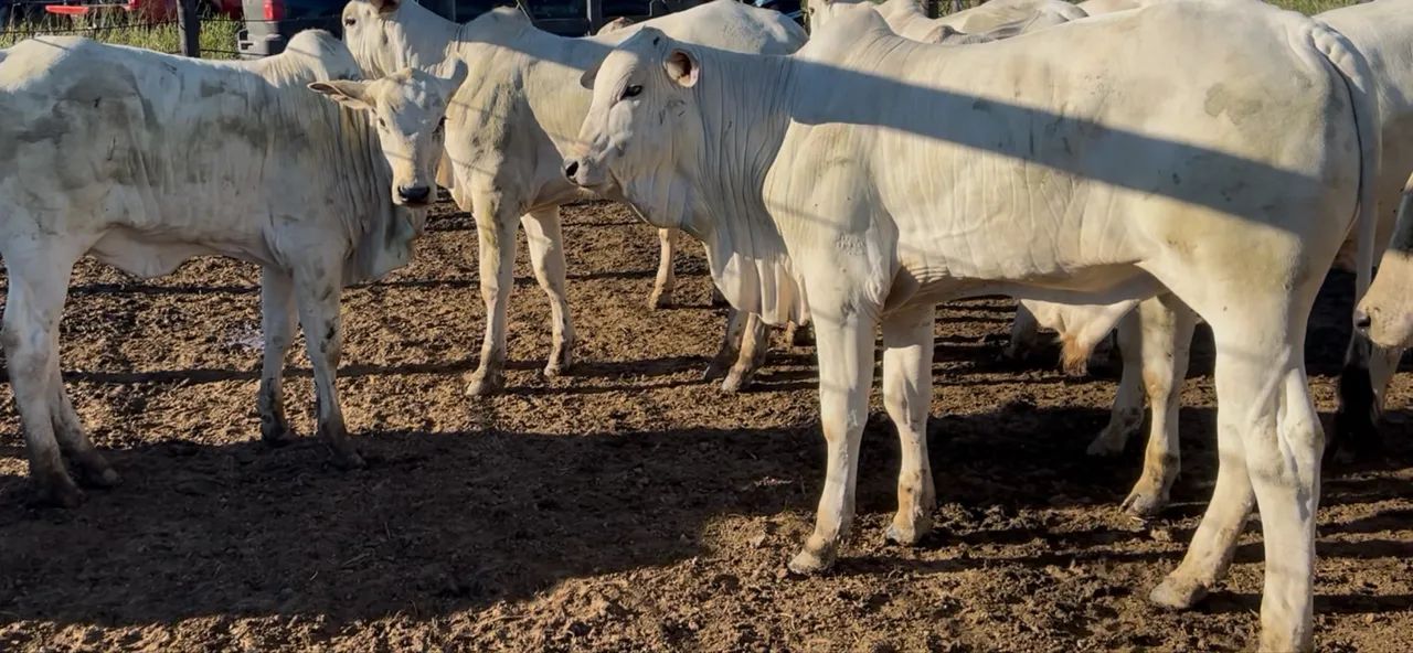 Vendo garrotinhos e bezerros - Foto 4