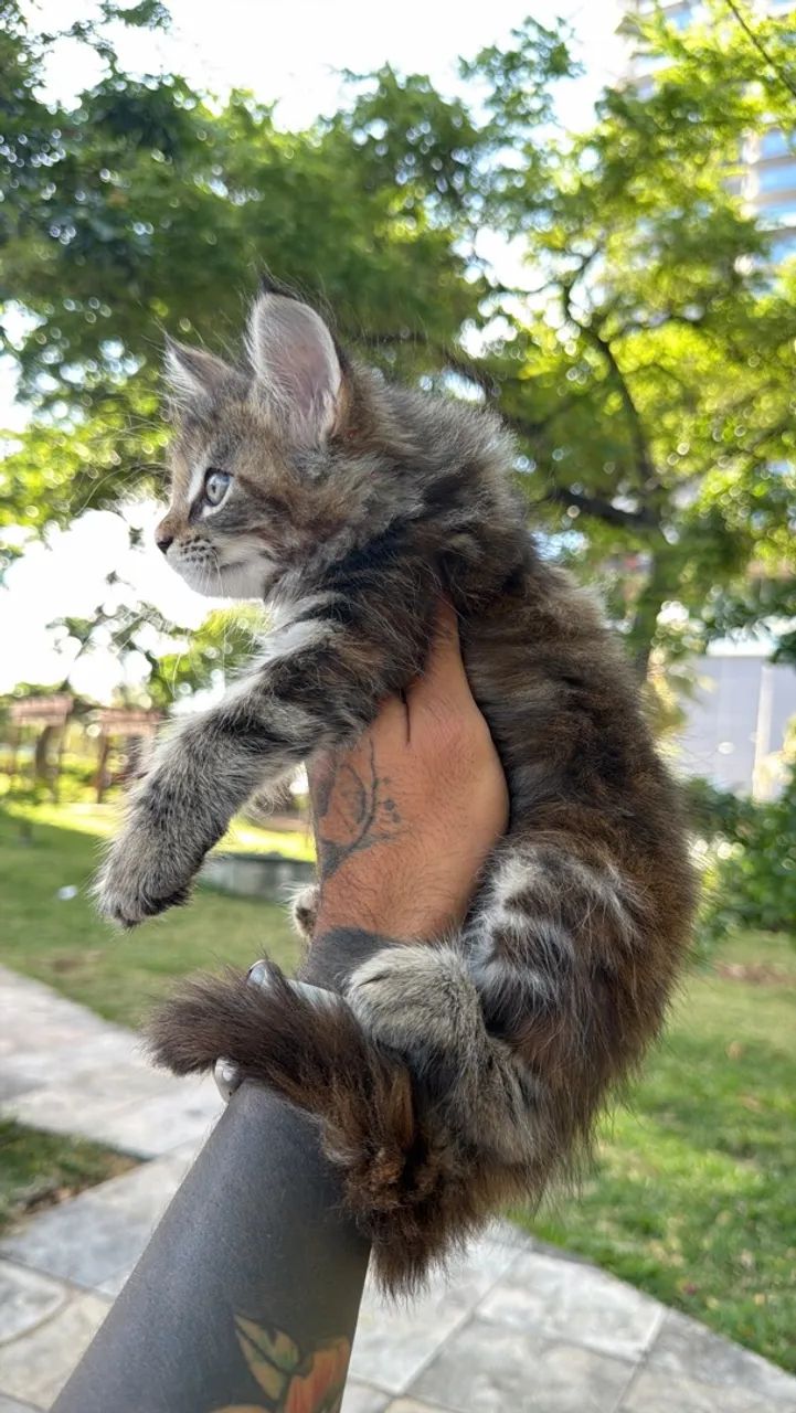 Maine coon - Foto 2