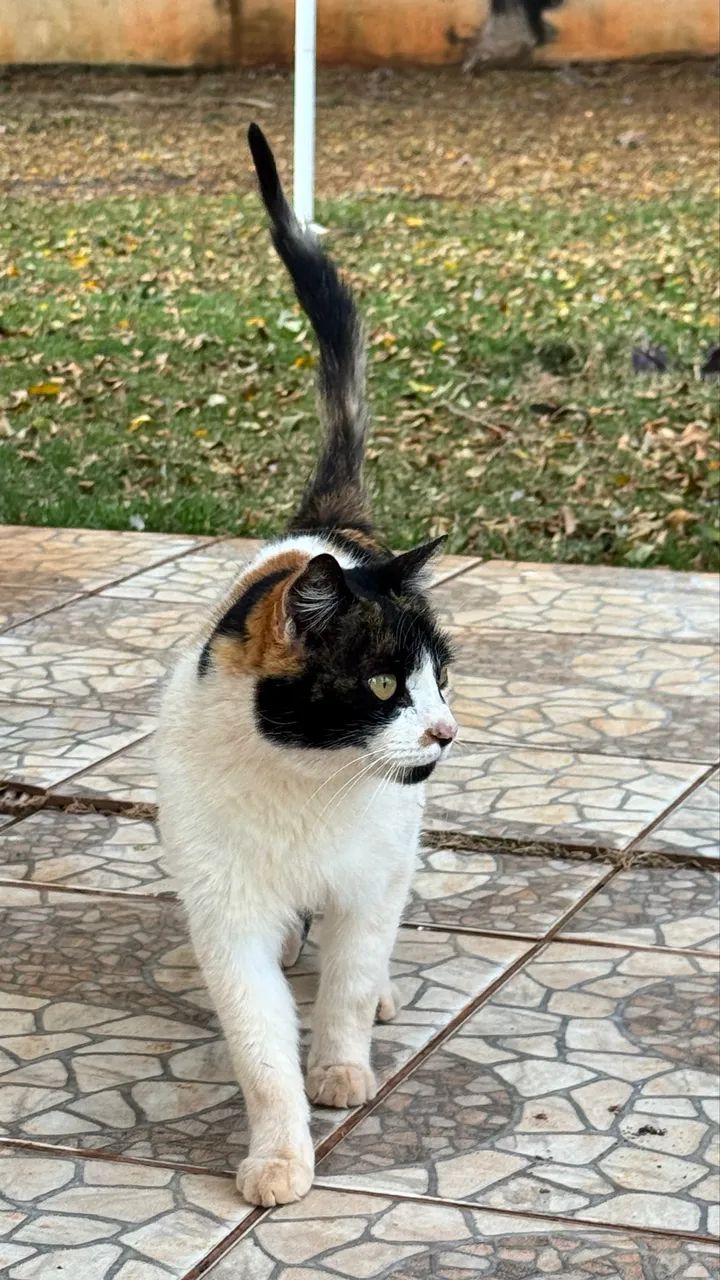 Gato 