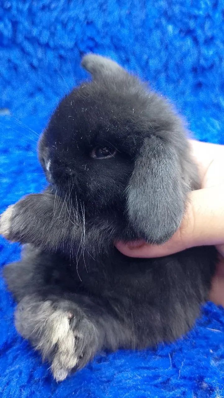 Mini coelho - Foto 2