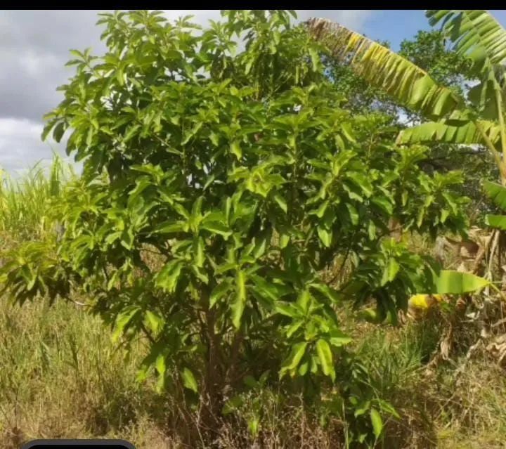 Terreno na pirunga capela Sergipe - Foto 4