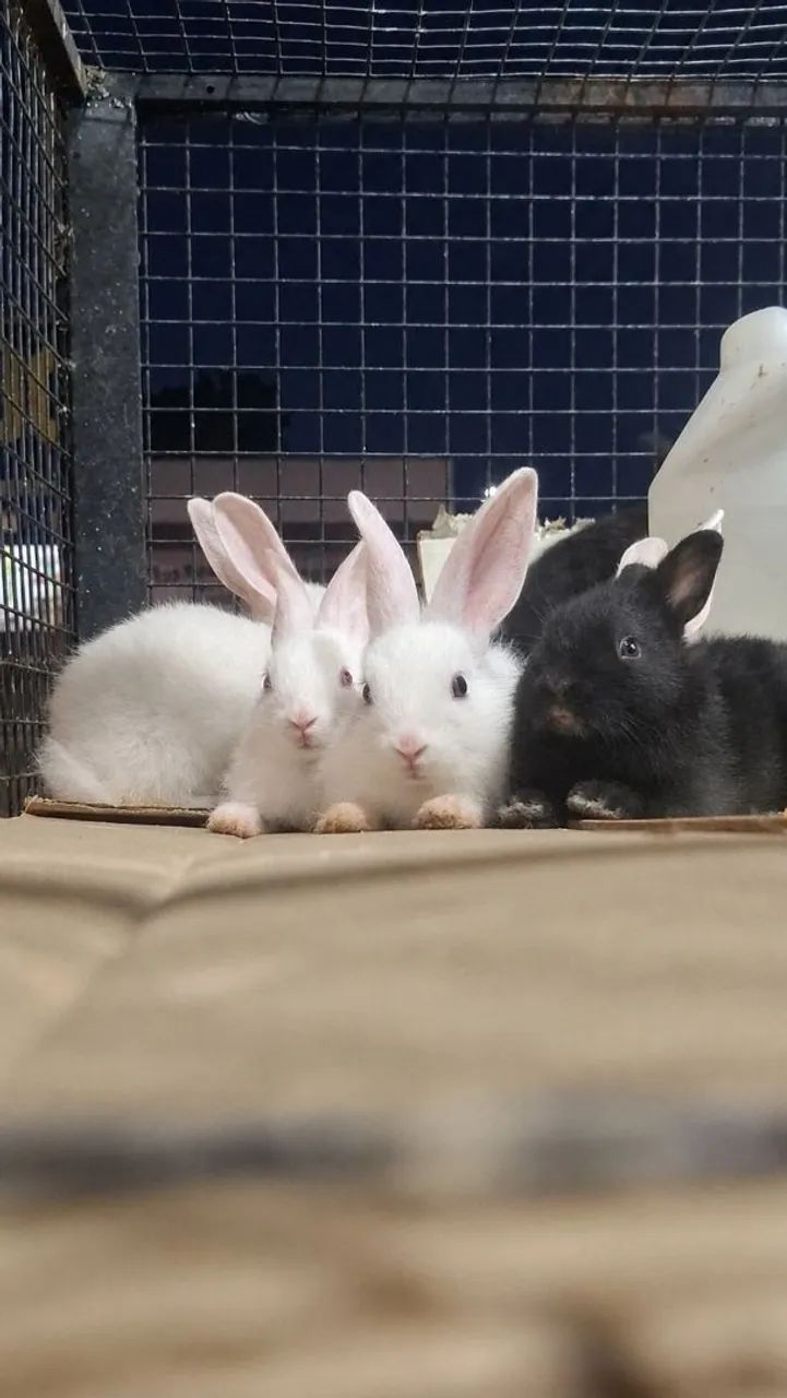 Coelhos - Foto 2