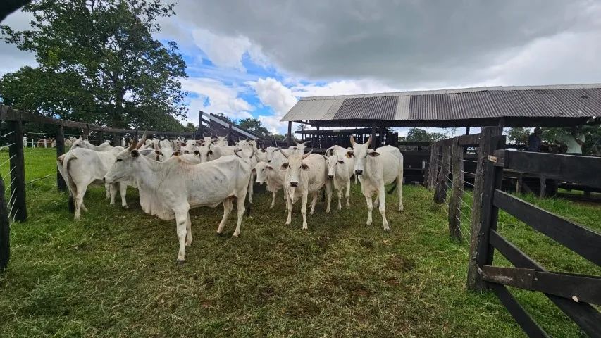 Fazenda 8.700 HA - Pantanal Nabileque - Foto 2