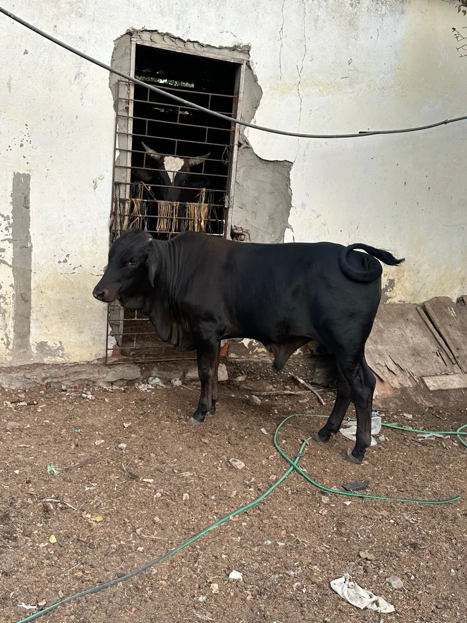 Garrote a venda  - Foto 3