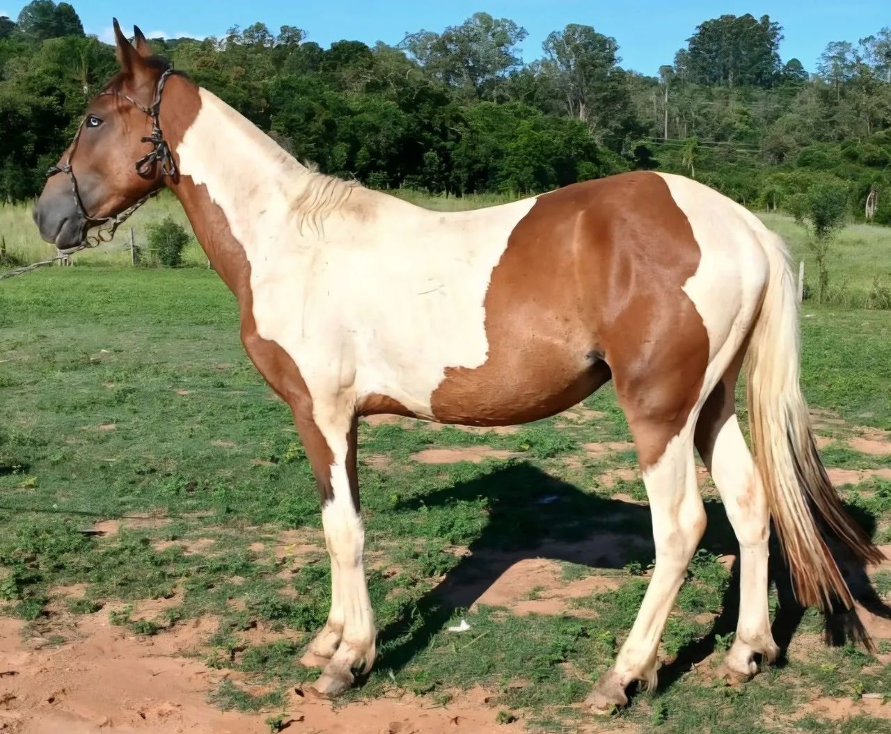 Potro tobiano inteiro de 1 ano salgo  - Foto 3