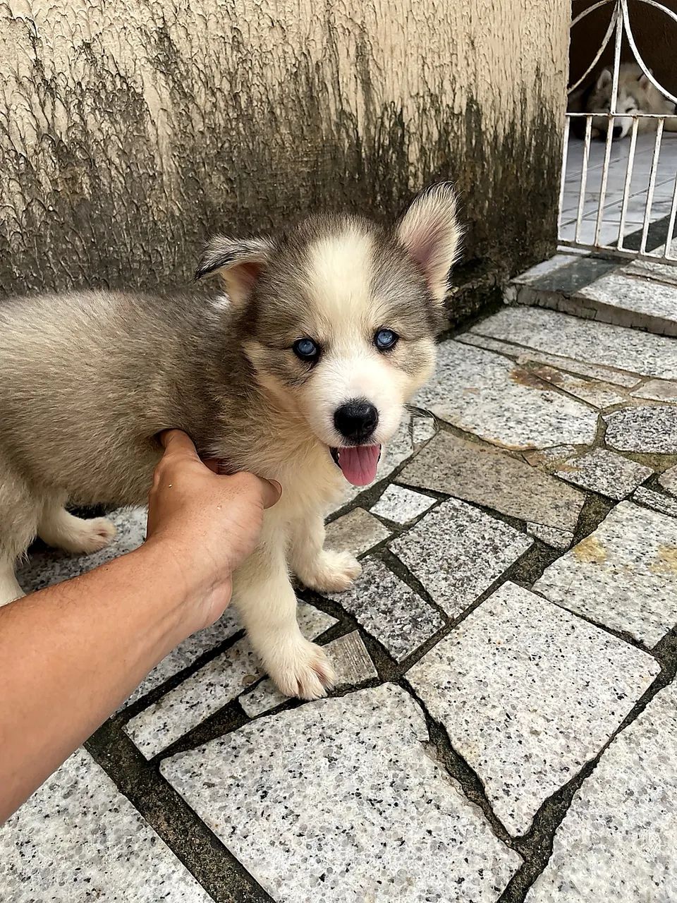 Filhote de husky siberiano  - Foto 3