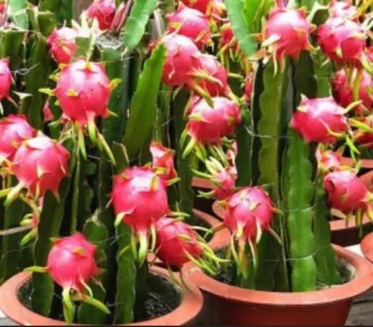 Variedades de frutíferas apart.( 3.00 )