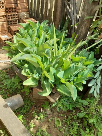 Plantas medicinais
