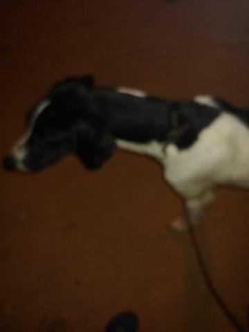 Cachorro - Foto 3