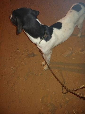 Cachorro - Foto 4