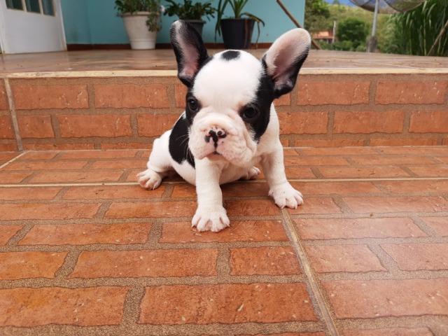 Bulldog francês fêmea - Foto 2
