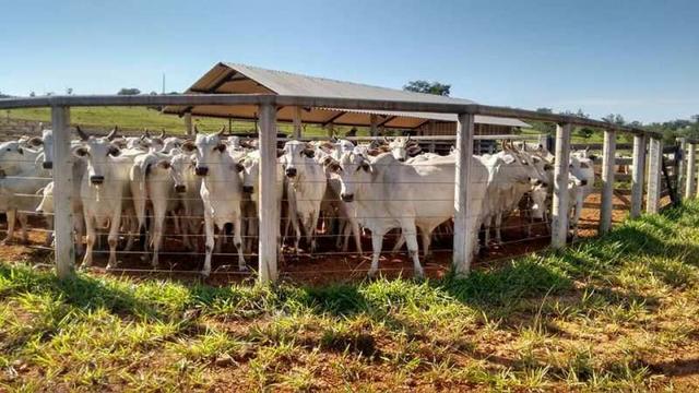 60 Alq. Troca Por Faz. Tocantins Mato Grosso Ou Goias + Acima 400 Alq - Foto 9