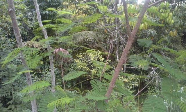 Vendo Terreno 12x30 em Itaboraí - aceito proposta - Foto 15