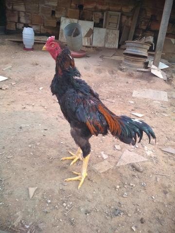 Aves - Foto 3