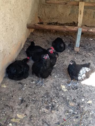 Vendem-se Gigante Negro De Jersey