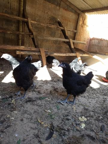 Vendem-se Gigante Negro De Jersey - Foto 5