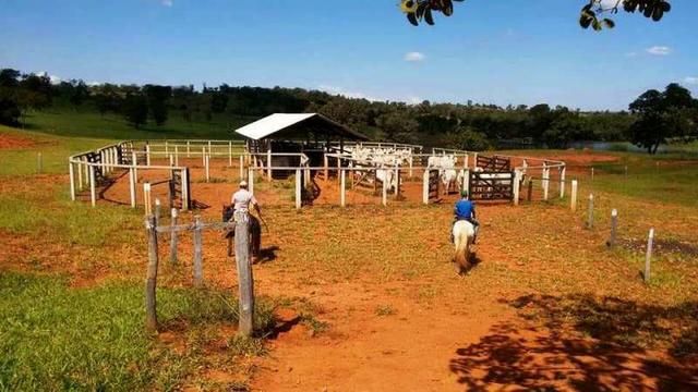 60 Alq. Troca Por Faz. Tocantins Mato Grosso Ou Goias + Acima 400 Alq - Foto 12