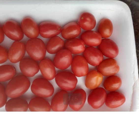 Sementes de tomate cereja. Turino - Foto 3