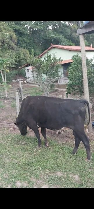 GADO LEITEIRO - Foto 6