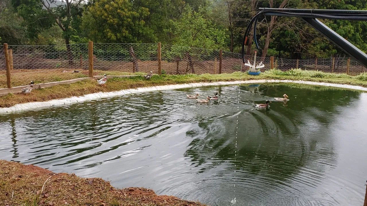 Vedo chacara 1.8 hectares - Foto 6