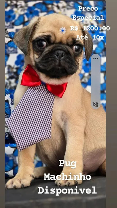 Pug Abrico Macho na PEtshow Londrina