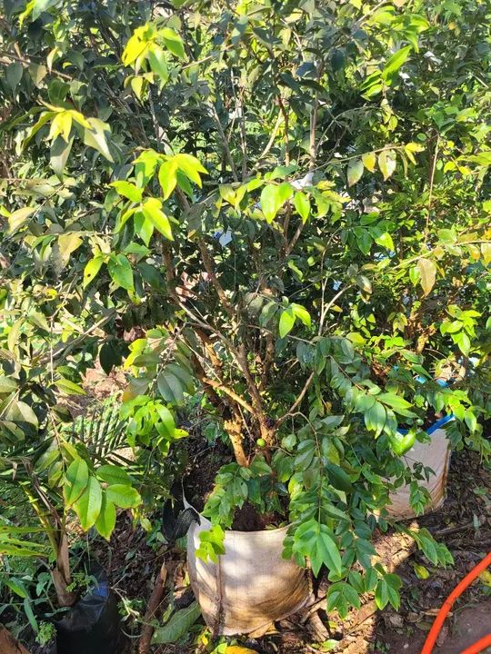 Mudas Frutíferas Enxertadas  - Foto 3