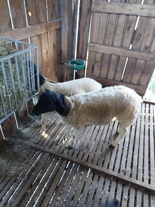 Ovelhas, borregos dorper - Foto 2