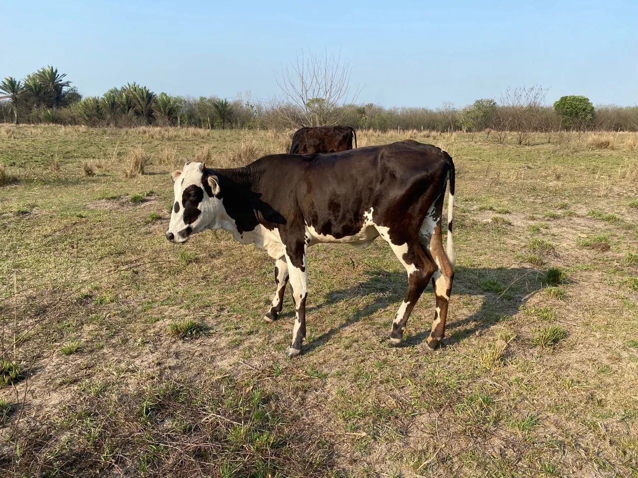Garrote e novilha dê inseminação  - Foto 4