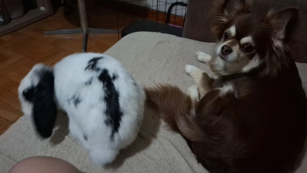 Coelha mini lop - Foto 5