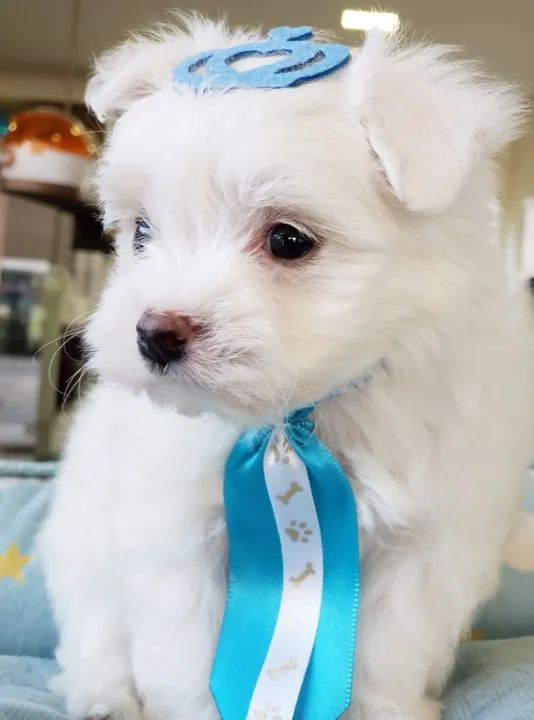 filhote macho de Maltês  - Foto 4