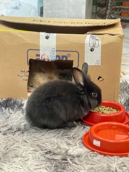 Coelhinho fofinho para adoção - Foto 2