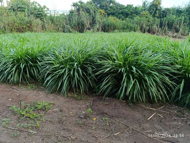 Mudas BRS Kurumin  - Foto 2