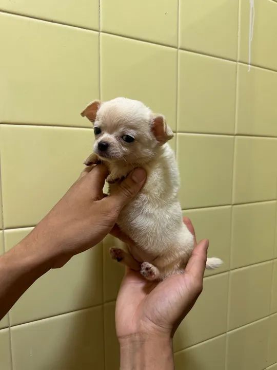Chihuahua  - Foto 4
