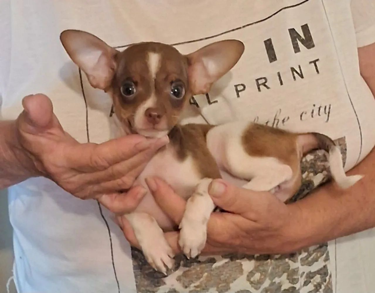 Pinscher Miniatura Fêmea Zero Zero Muito Pequena Leia O Anúncio  - Foto 2