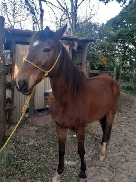 Cavalo raça alazã 