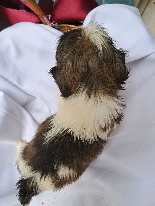 Filhote Shih Tzu - Foto 4