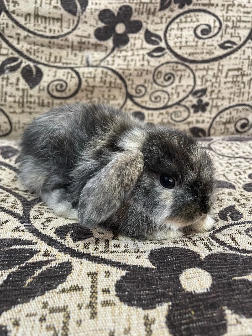 Mini lop filhotes - Foto 6