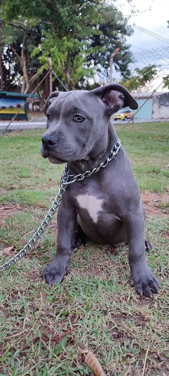 Filhote American Bully Fêmea  - Foto 2
