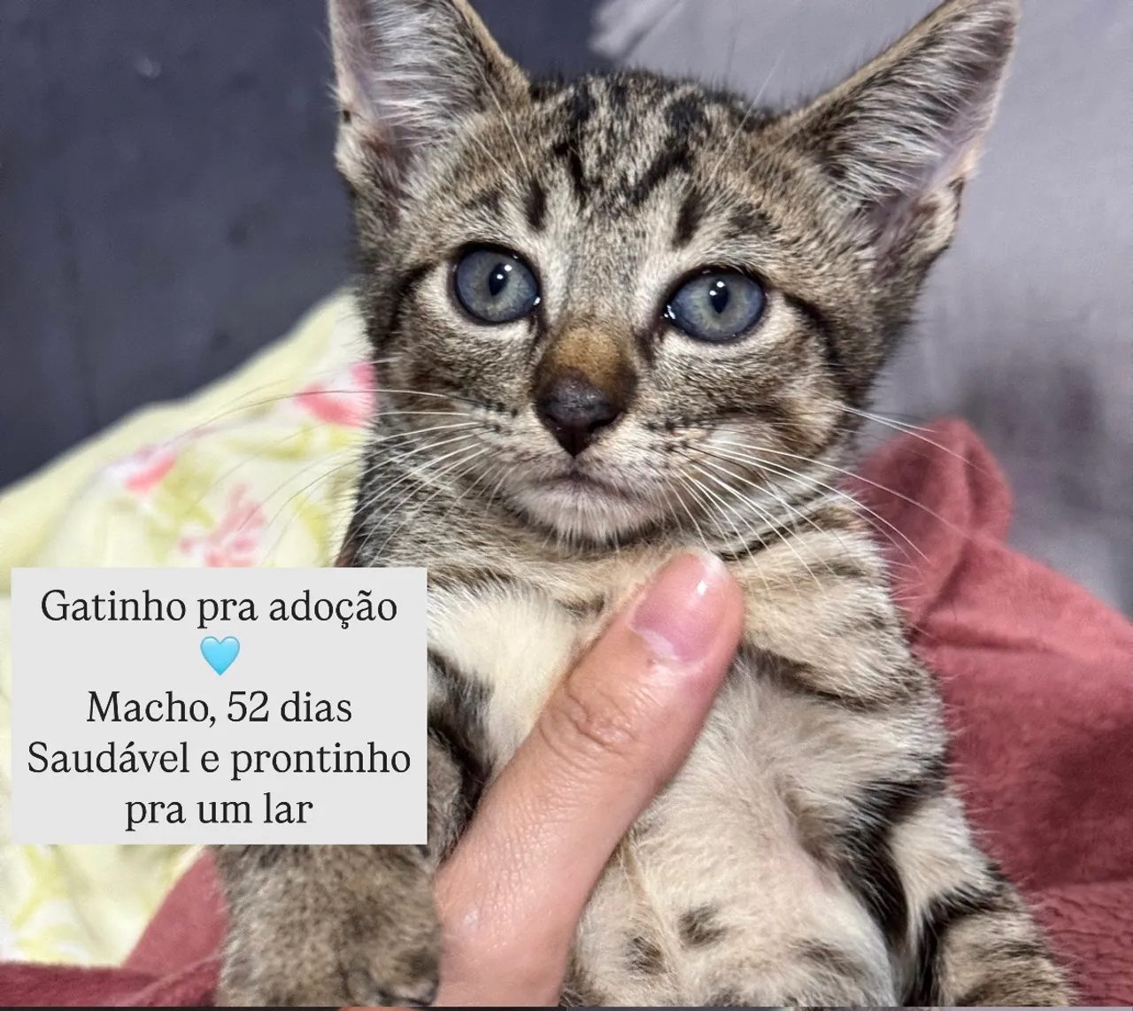 Gatinho para adoção
