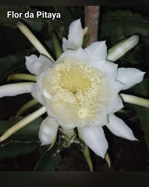 Muda de Pitaya Polpa Branca e Polpa vermelha